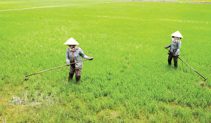 Kỹ thuật gieo sạ lúa và chăm sóc lúc sạ để đạt năng suất cao nhất